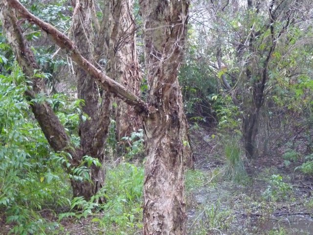 Endangered Woodland of Cumberland Plain, Western Sydney